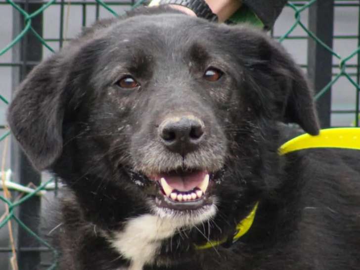 Chienne de 5 ans à la recherche d’une famille