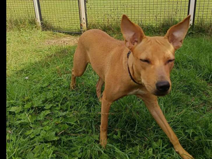 À adopter, chienne d'un an