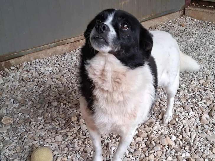 Disponible à l'adoption, chienne noire et blanche