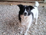 Disponible à l'adoption, chienne noire et blanche