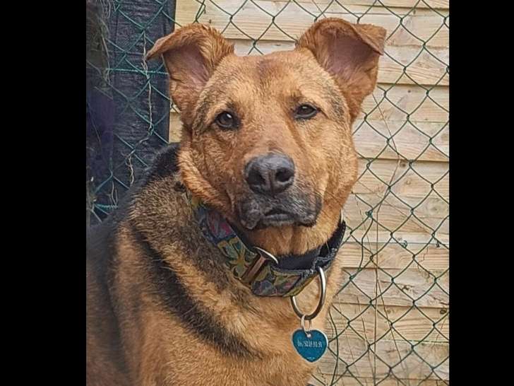 En attente d'adoption, chien noir et feu