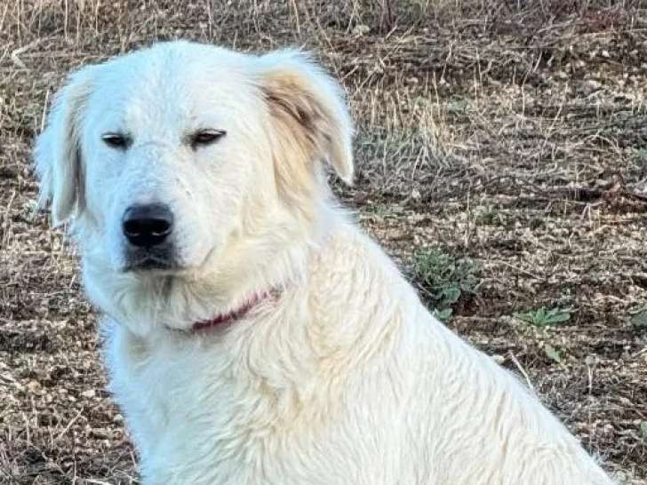 Prête pour l'adoption, chienne Berger de la Maremme et des Abruzzes d'un an
