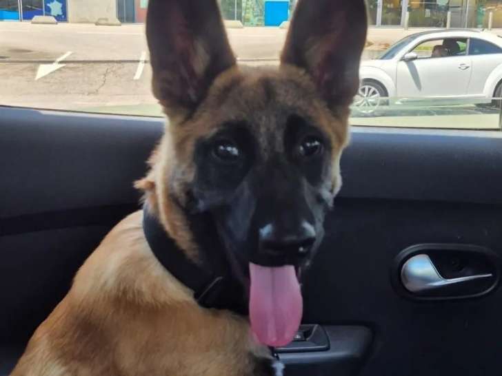 En attente d'un foyer, chiot mâle Berger Malinois de 10 mois