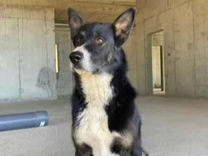 À accueillir, chien Berger tricolore