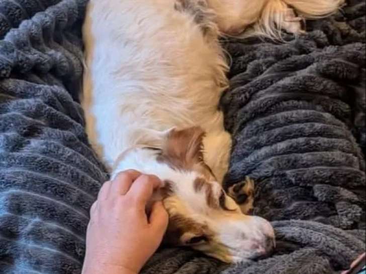 En quête d’un foyer, chienne Épagneul de 12 ans