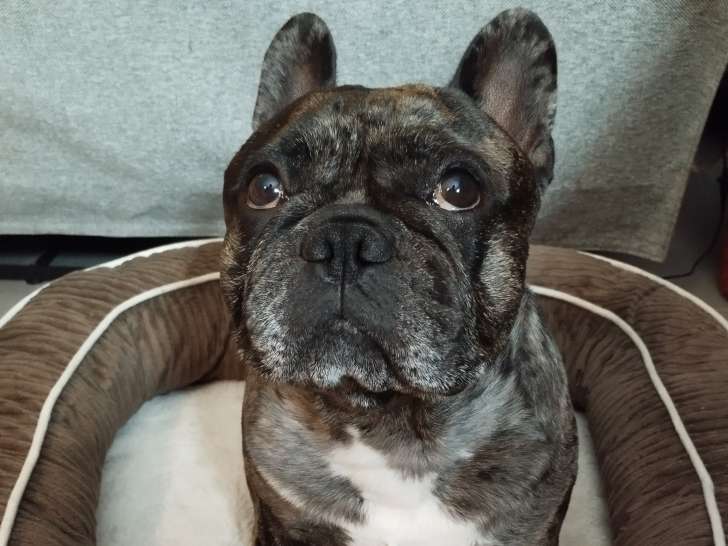 Thor, mâle Bouledogue Français disponible pour saillie