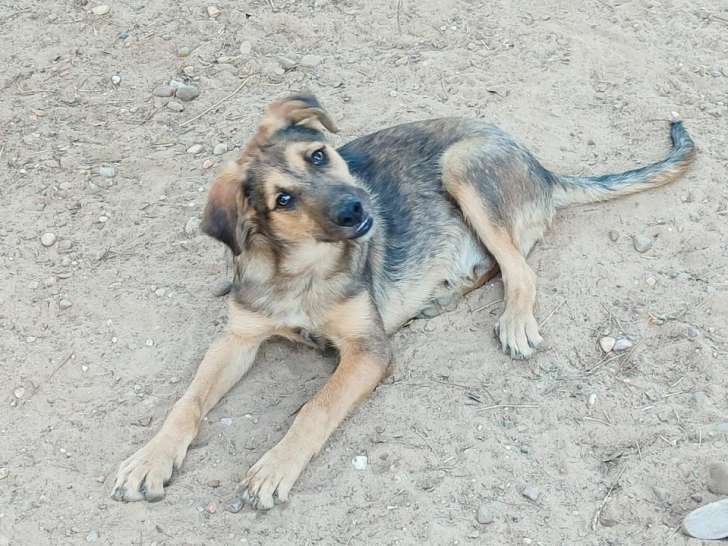 Tasio, chiot de 5 mois adorable à adopter