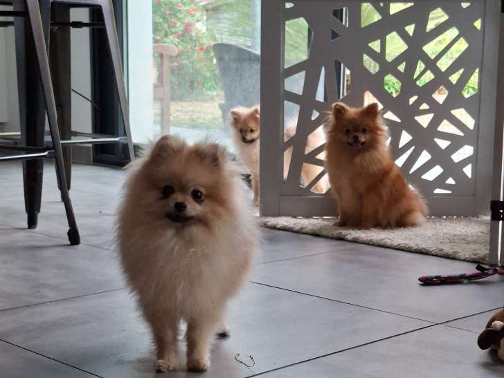 Femelle Spitz Allemand Nain à vendre