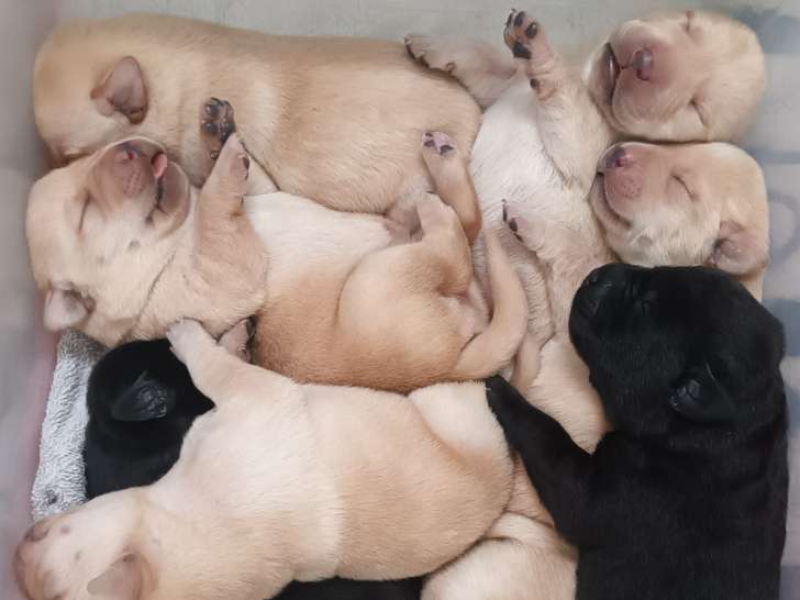 Chiots Labrador LOF à vendre