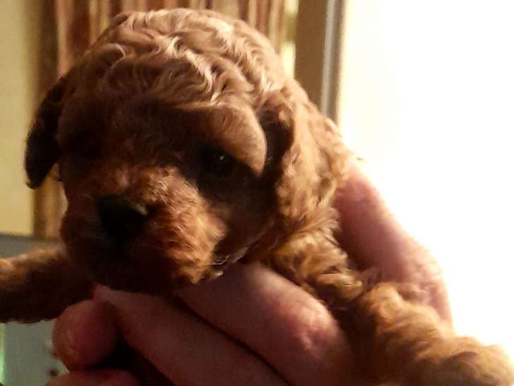 Chiot Caniche toy rouge à vendre