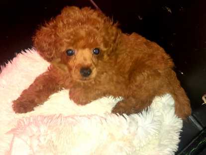 Chiot Caniche toy rouge à vendre