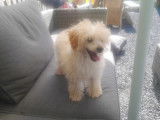 Caniche Toy femelle tres petite blanc abricot