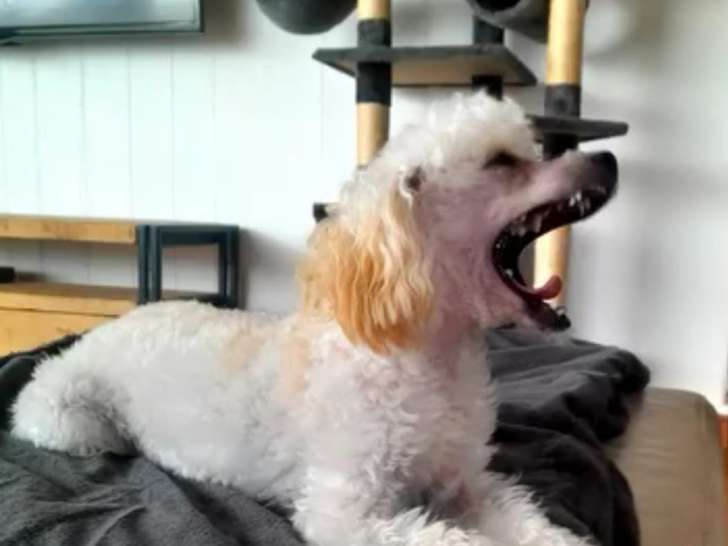 Caniche Toy femelle tres petite blanc abricot