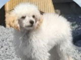 Caniche Toy femelle blanche abricot