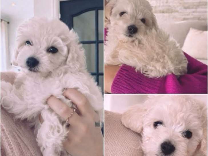 Caniche femelle 4 mois pedigree