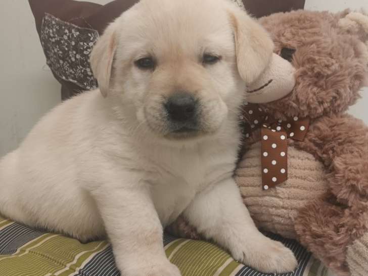 Chiots Labrador LOF à réserver