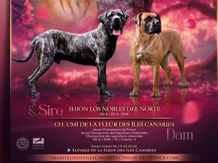 Chiots Presa Canario (Dogo Canario) LOF à vendre