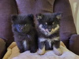 Chiots Pomsky F3 mini à vendre