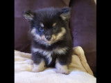 Chiots Pomsky F3 mini à vendre
