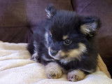 Chiots Pomsky F3 mini à vendre
