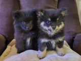 Chiots Pomsky F3 mini à vendre