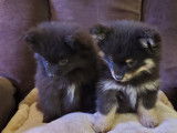 Chiots Pomsky F3 mini à vendre