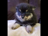 Chiots Pomsky F3 mini à vendre