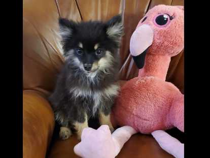 Chiots Pomsky F3 mini &agrave; vendre