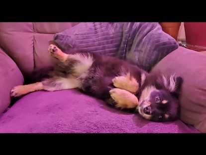 Chiot Pomsky F3 mini à vendre