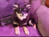 Chiot Pomsky F3 mini à vendre