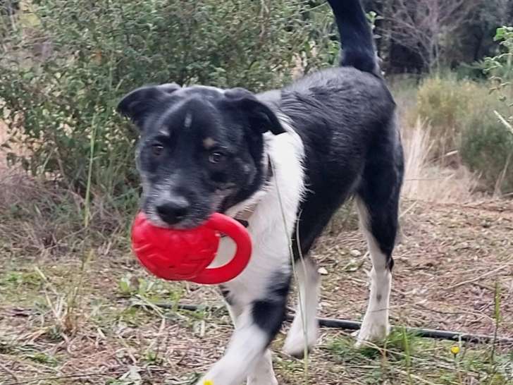 À la recherche d’une famille, chien Border Collie noir et blanc