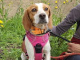 À adopter : chienne Beagle marron et blanche
