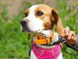 À adopter : chienne Beagle marron et blanche