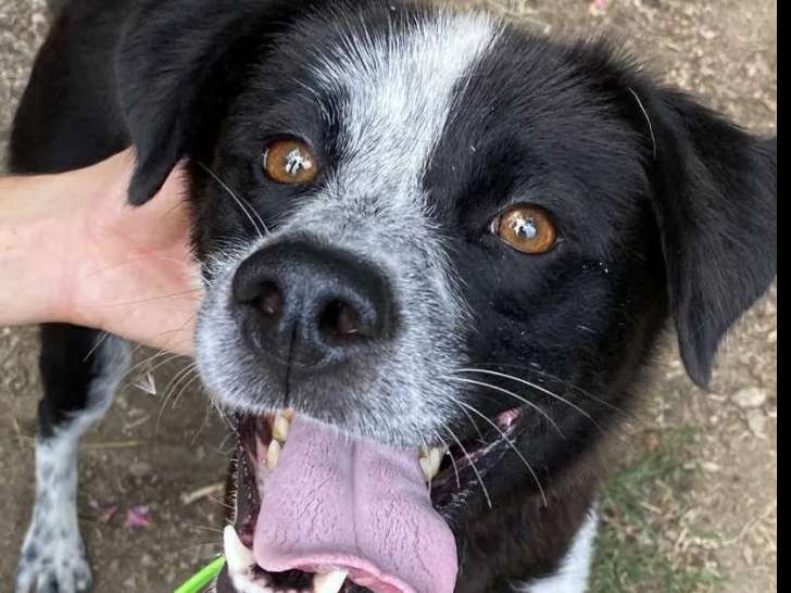 Disponible à l'adoption : chienne Border Collie de 2 ans