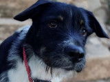 En attente d'adoption : chien Border Collie au pelage noir et blanc