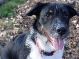 En attente d'adoption : chien Border Collie au pelage noir et blanc