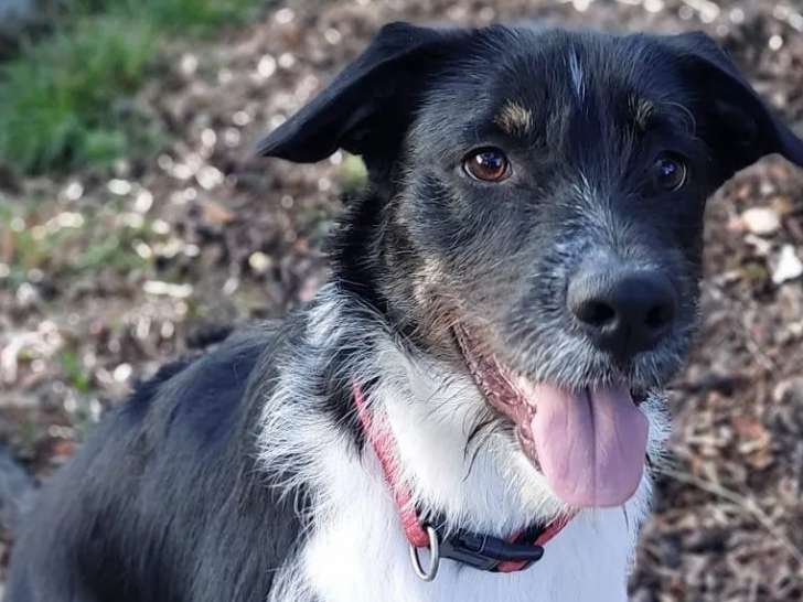 En attente d'adoption : chien Border Collie au pelage noir et blanc