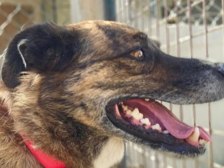 Prête pour l'adoption : chienne Cursinu bringée