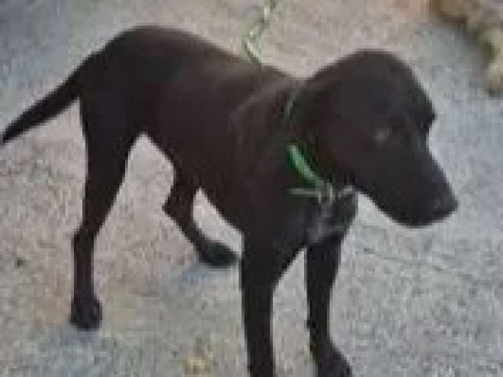 En attente d'une famille, chien au pelage noir