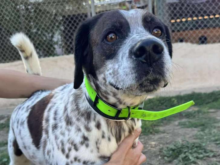 À accueillir, chien de 10 ans