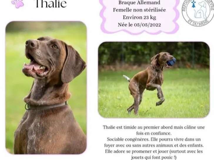 En quête d'un foyer, chienne Braque de 3 ans