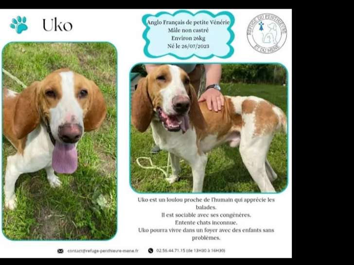 Adoption disponible : chien Anglo-français de Petite Vénerie de 2 ans