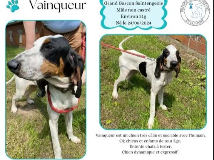 À la recherche d’une famille, chien Gascon Saintongeois tricolore
