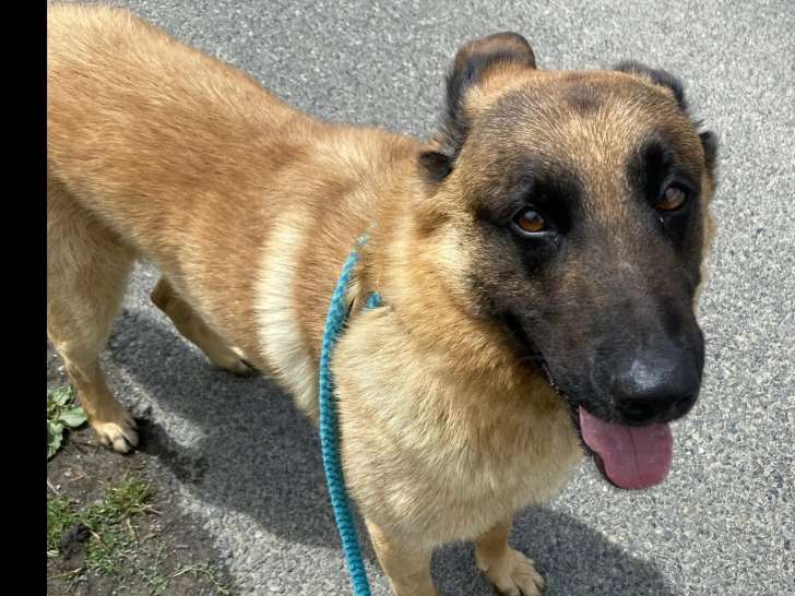 À adopter : chien Berger Malinois de 5 ans