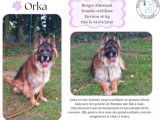 Disponible à l'adoption : chienne Berger Allemand de 7 ans