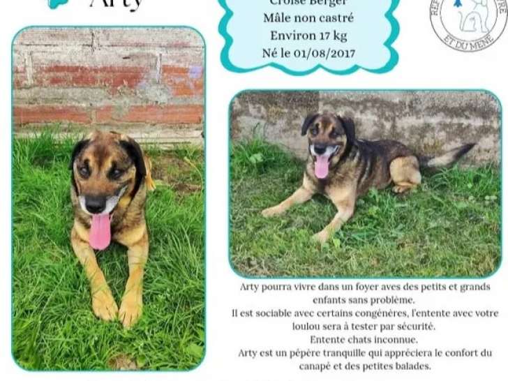 En attente d'adoption : chien fauve charbonné