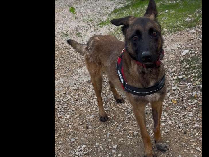 Prêt pour l'adoption : chien Berger Malinois de 3 ans