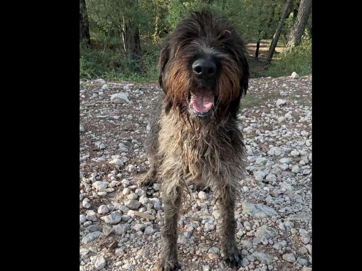 En attente d’un foyer : chienne Griffon de 2 ans