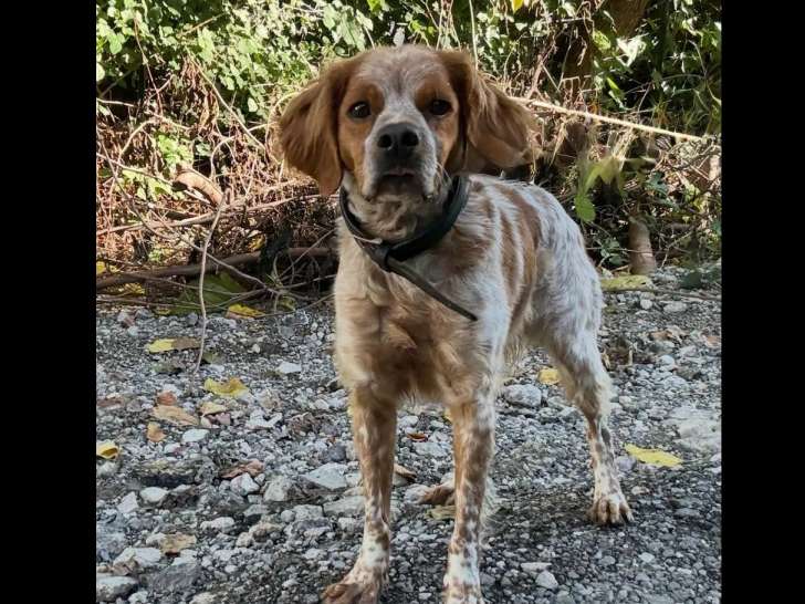 À accueillir : chien Épagneul marron et blanc