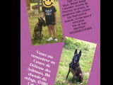 Adoption disponible : chienne Berger Belge fauve charbonnée